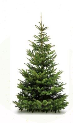 SAPIN DE NOEL NORDMANN